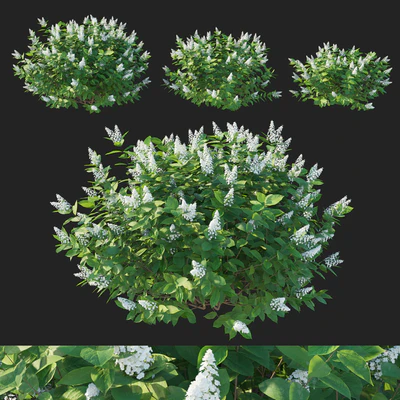 Hydrangea paniculata Tardiva — Вид 1
