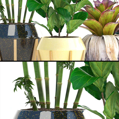 Collection of plants. Bamboo, bushes, Ficus Lyrata, Dracaena, exotic flower, bromelia — Ver 2