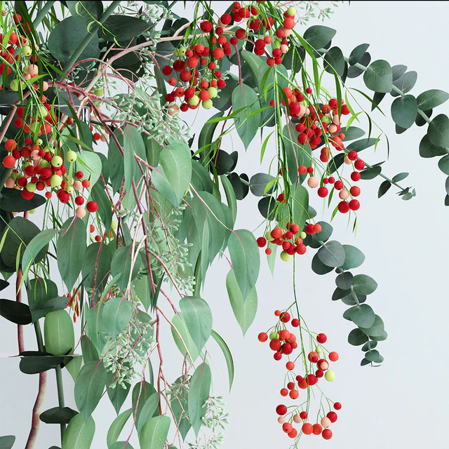 Pepperberries and Eucalyptuses — Скачать