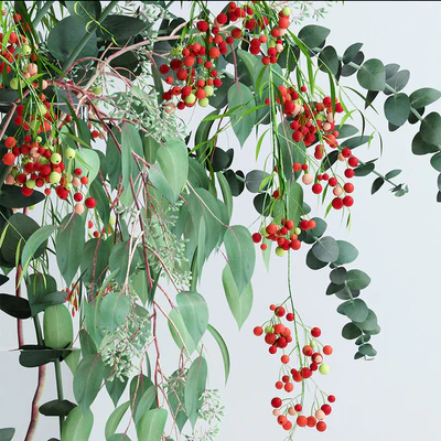 Pepperberries and Eucalyptuses — Вид 2