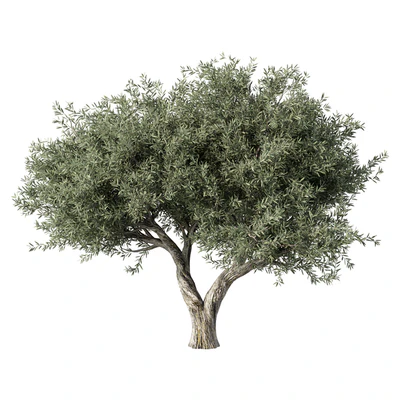 Olive Tree No.78 — Ver 1