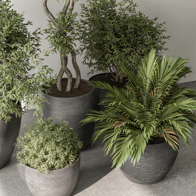 Outdoor Plant Set 393 - Plant Set in Concrete Pot — View 2