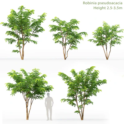 Robinia Pceudoacacia — Вид 1