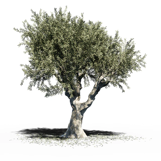 Olive Tree (Europa Olea) v2 — Descargar