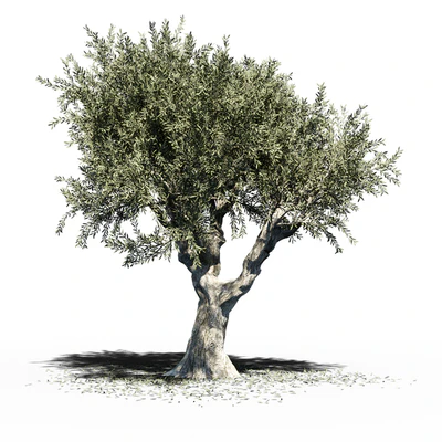 Olive Tree (Europa Olea) v2 — Ver 1