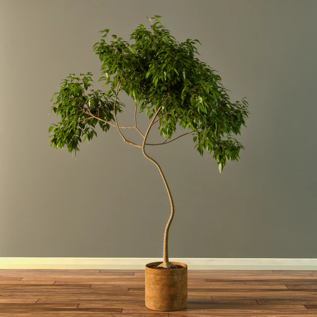 Claypot Tree — Descargar
