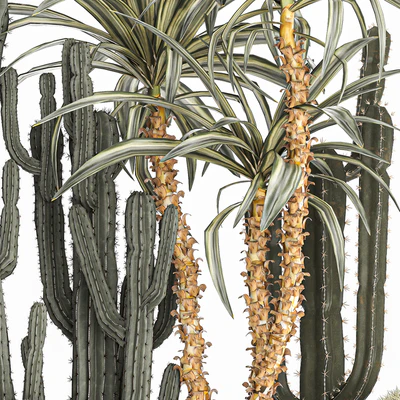 Collection of desert plants in a vase of cacti, prickly pear, Dracaena, carnegie, echinocactus, garden. Set 1096. — Ver 2