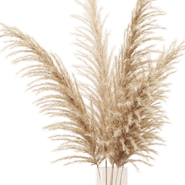 Dried flower pampas grass in glass gold vase — Descargar