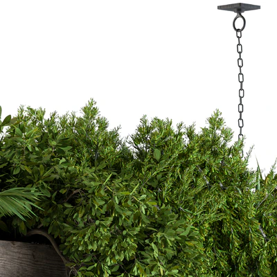 Hanging Plants in Wooden Box — Ver 2