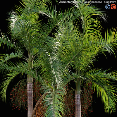 Archontophoenix cunninghamiana - King Palm - 01 — Ver 2