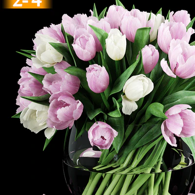 Tulips — Ver 2