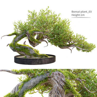 Bonsai plant 03 — Ver 1