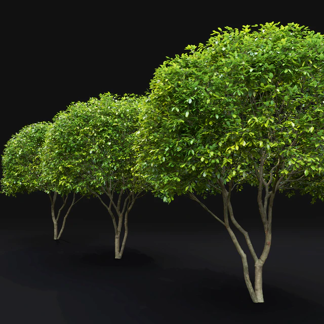Amelanchier — Descargar