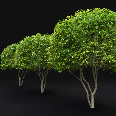 Amelanchier — Ver 2