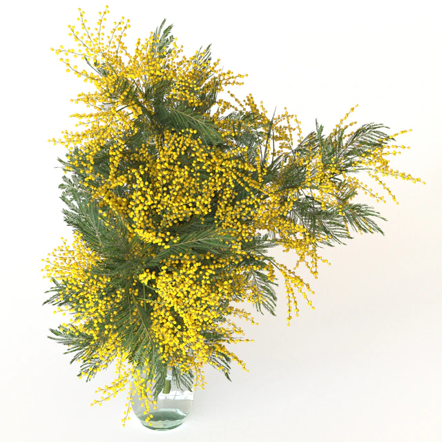 Mimosa — Descargar