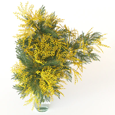 Mimosa — Ver 2