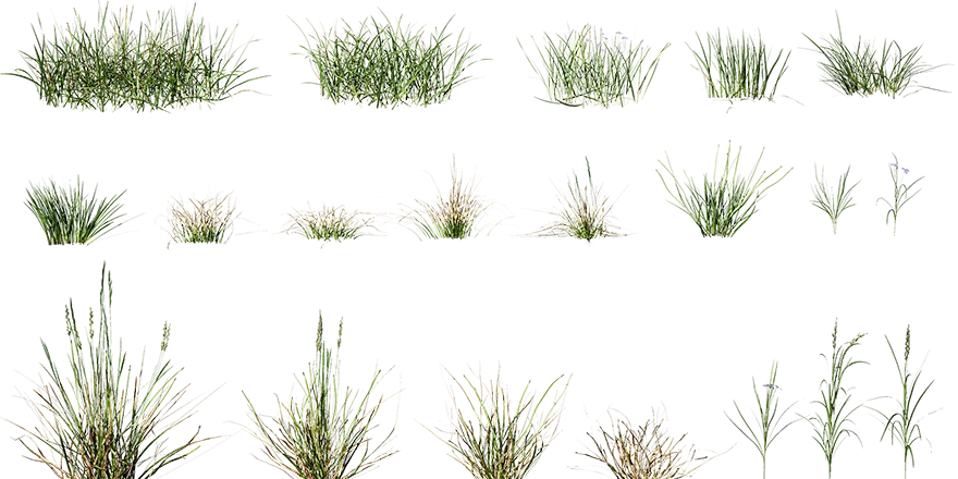wild grass 001 — Descargar