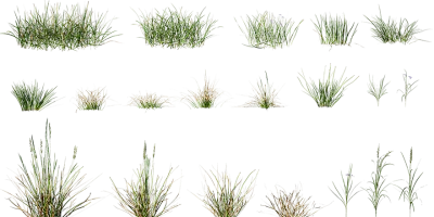 wild grass 001 — Descargar