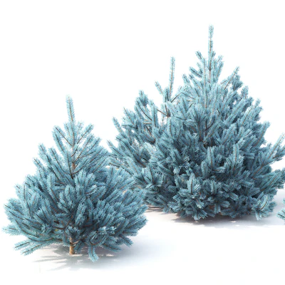 Spruce — Вид 2
