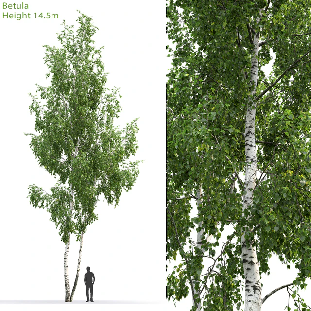Betula # 6 (14.5m) — Descargar