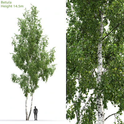 Betula # 6 (14.5m) — Ver 1