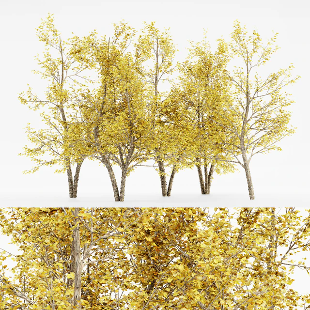 River Birch fall 5 TREE — Скачать
