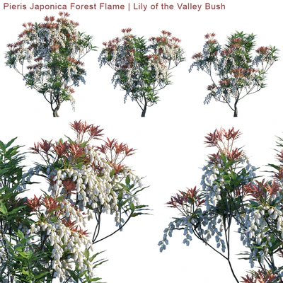 Pieris Japonica Forest Flame | Lily of the Valley Bush — Вид 1