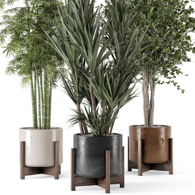Indoor Plants in Combination of wood & concrete Pot - Set 723 — Скачать
