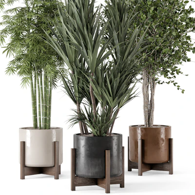 Indoor Plants in Combination of wood & concrete Pot - Set 723 — Вид 3