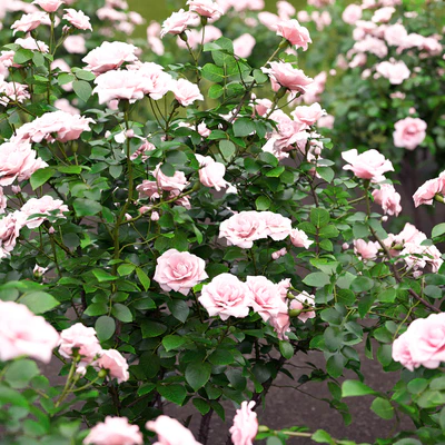 Rose — Ver 2
