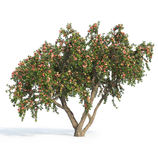 Apple tree — Descargar