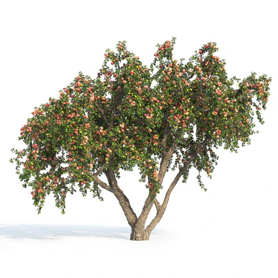 Apple tree — Ver 2