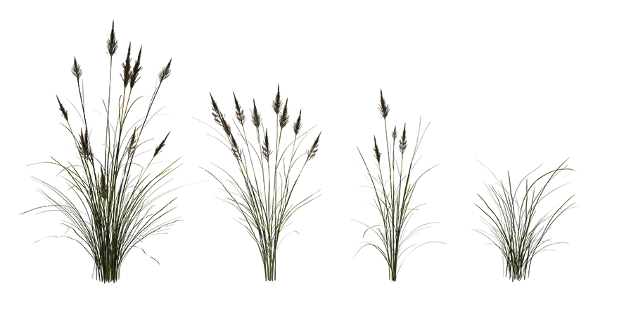 rough meadow grass 001 — Descargar
