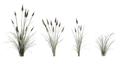 rough meadow grass 001 — Descargar