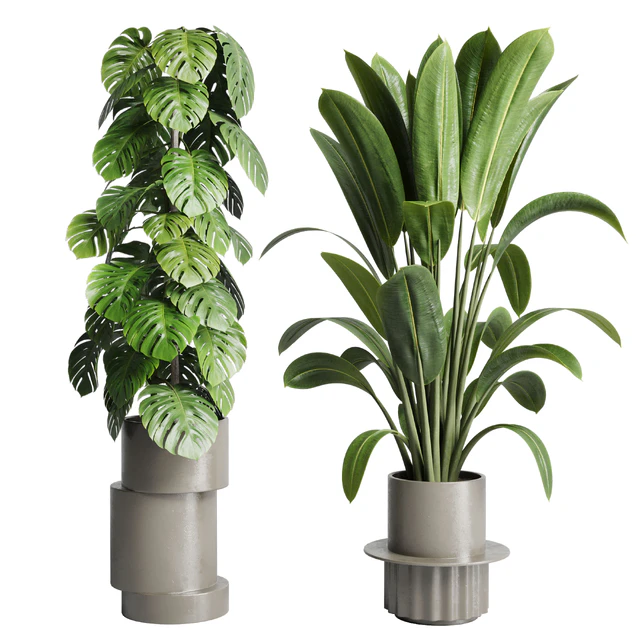 Collection indoor plant 206 plant cactus — Descargar