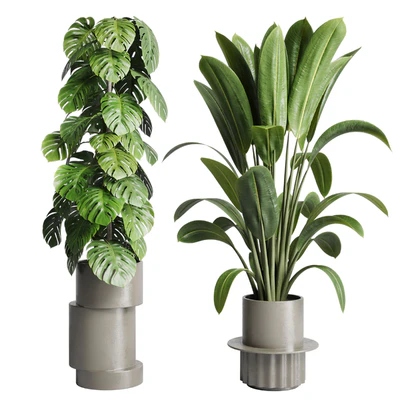 Collection indoor plant 206 plant cactus — Ver 3