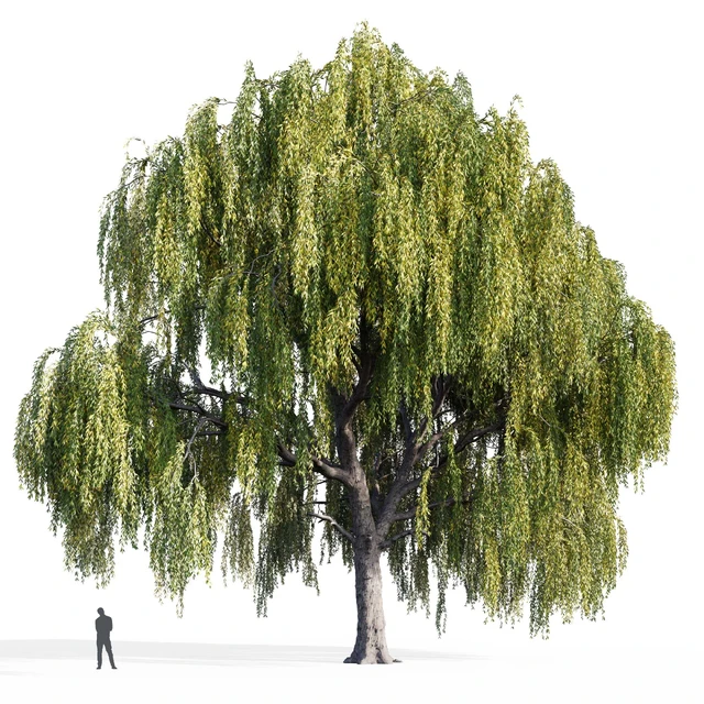 Ива (Salix, Willow) — Скачать