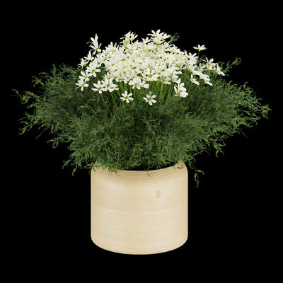 Collection plant vol 262 — Вид 2