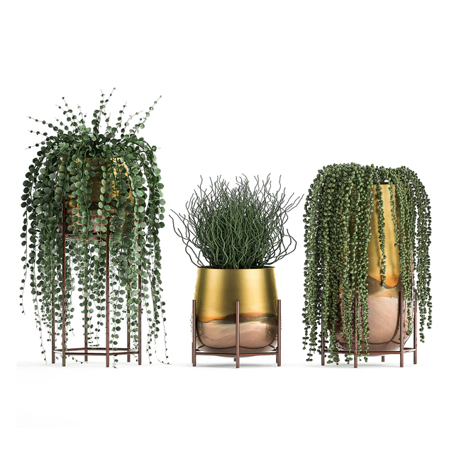A collection of plants in luxury gold pots with Rowley's Crossberry, dyschidia, Succulents, hanging plants. Set 543. — Descargar