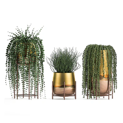 A collection of plants in luxury gold pots with Rowley's Crossberry, dyschidia, Succulents, hanging plants. Set 543. — Ver 2