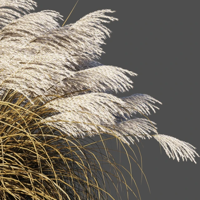 Сухой Мискантус китайский/Dry Miscanthus sinensis — Скачать