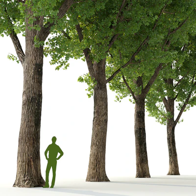 Poplar / Populus deltoides #2 — Ver 3