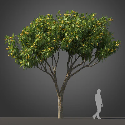 subtropical trees 004 — Descargar