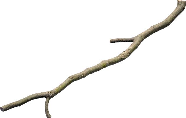 oak branch 003 — Descargar