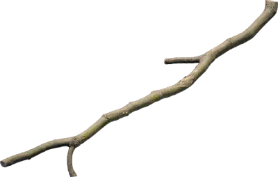 oak branch 003 — Descargar