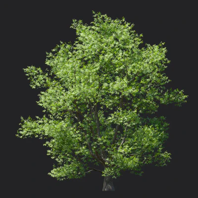 phellodendron amurense 006 — download