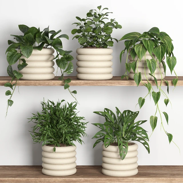 plants on shelf 06 — Скачать