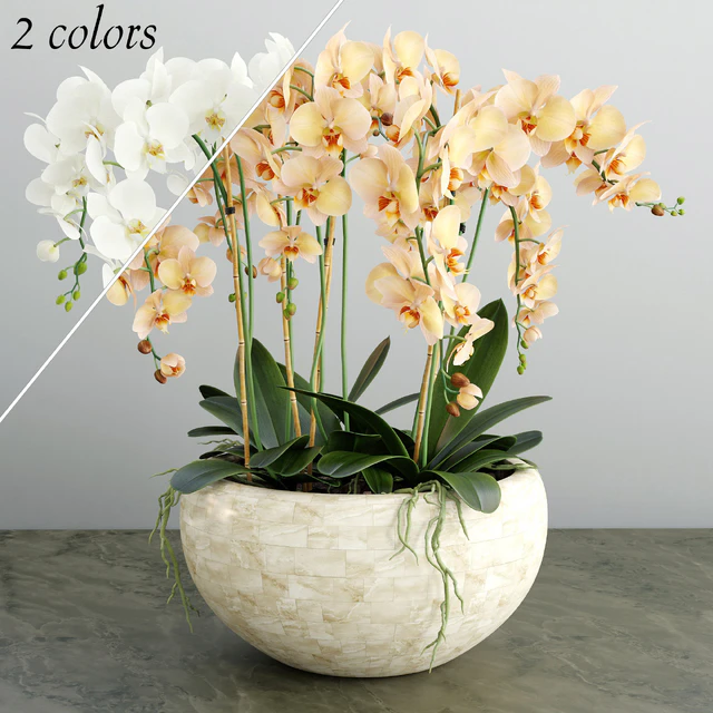 Orchid 4 — Descargar