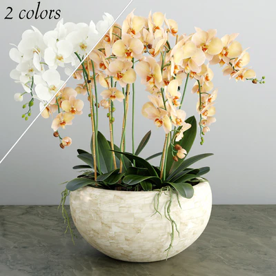 Orchid 4 — Ver 1