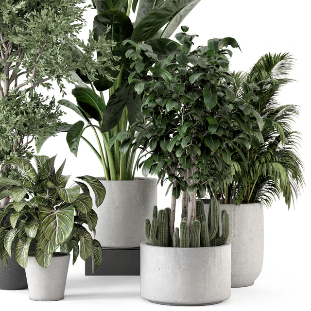 Indoor Plants  in rusty Concrete Pot - Set 584 — Скачать